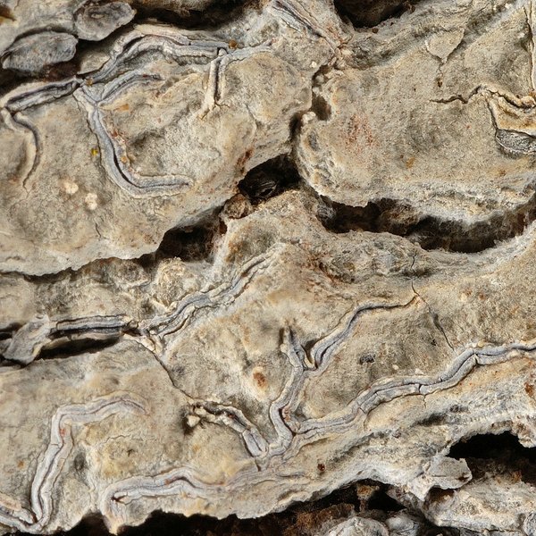 Graphis glaucescens Fée