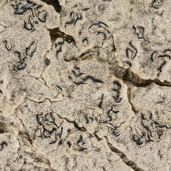 Graphis caesiella Vain.