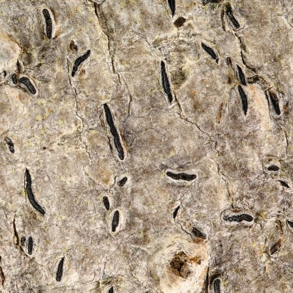 Graphis crebra Vain.