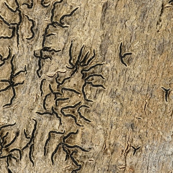 Graphis intricata Fée