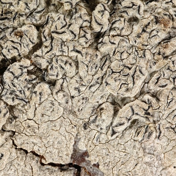 Graphis cincta (Pers.) Aptroot
