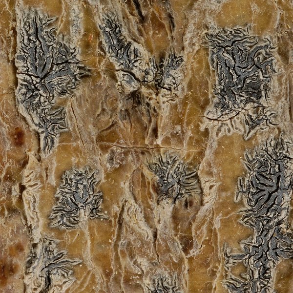 Phaeographis intricans (Nyl.) Staiger