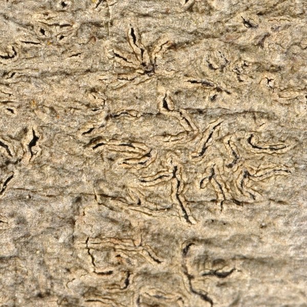 Phaeographis leiogrammodes (Kremp.) Müll. Arg.