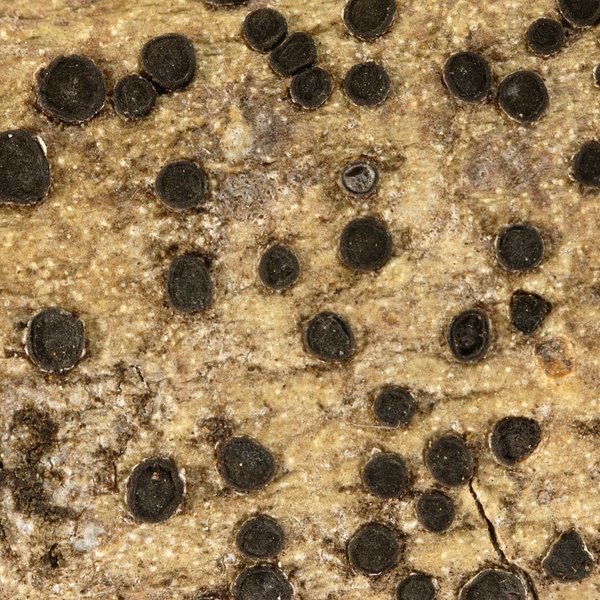 Phaeographis lobata (Eschw.) Müll. Arg.