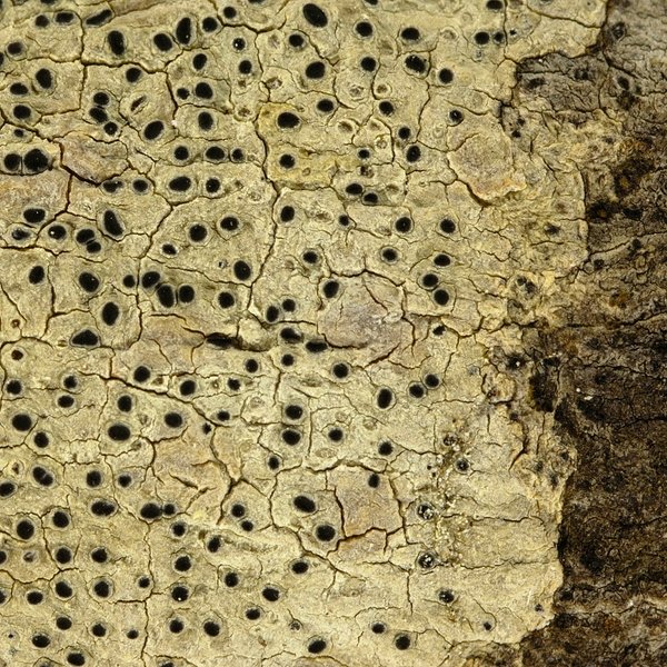 Phaeographis punctiformis (Eschw.) Müll. Arg.