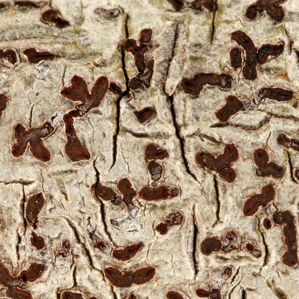 Thalloloma cinnabarinum (Fée) Staiger