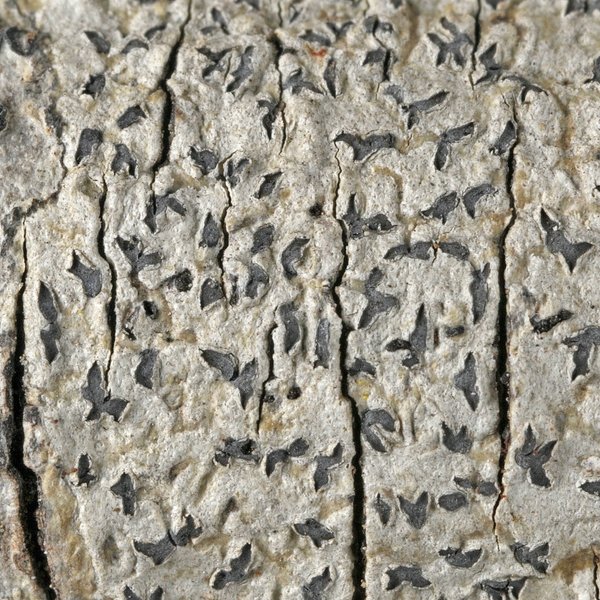 Phaeographis decipiens Müll. Arg.