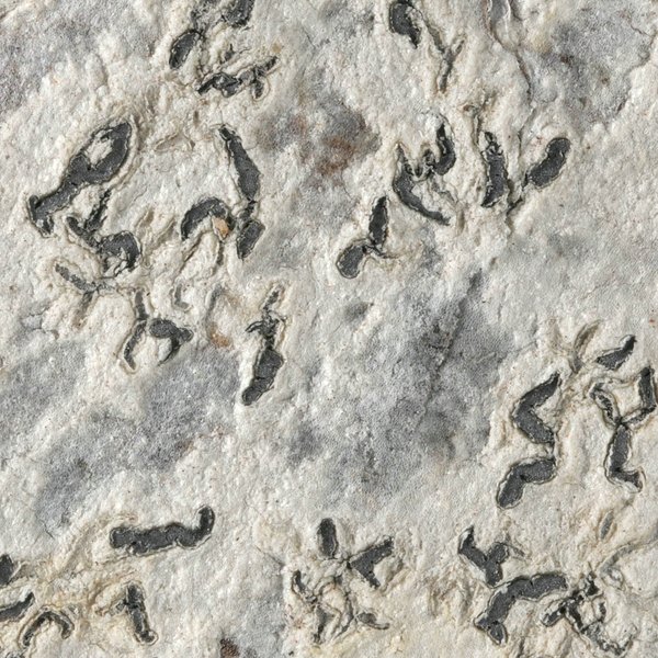 Leiorreuma sericeum (Eschw.) Staiger