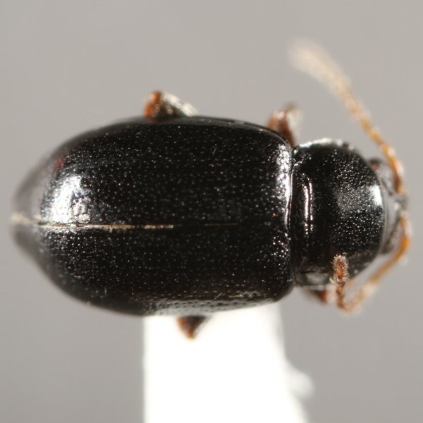 Nesaecrepida darwini (Mutchler, 1925)