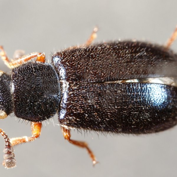 Necrobia rufipes De Geer, 1775