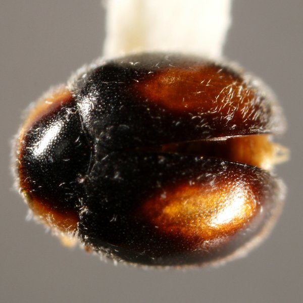 Scymnobius scalesius Gordon and González, 2004