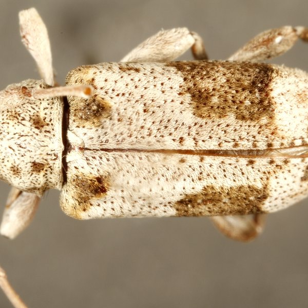 Nesozineus galapagoensis galapagoensis (Van Dyke, 1953)