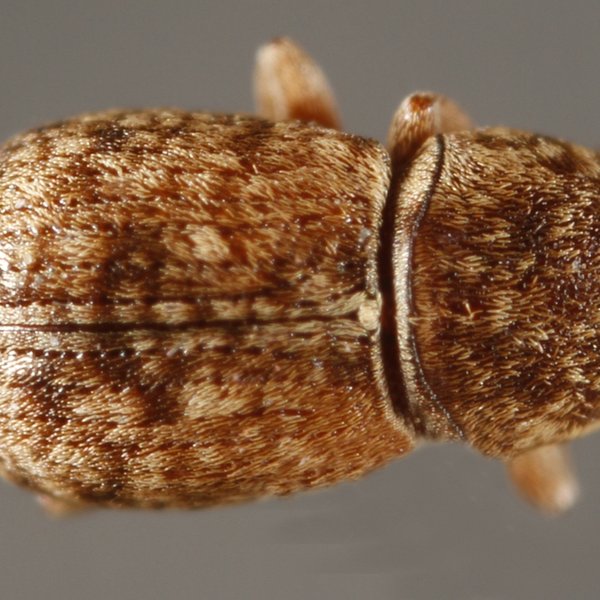 Ormiscus variegatus G.R. Waterhouse, 1845