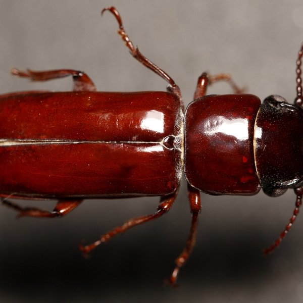 Parandra brevicollis Lameere, 1902