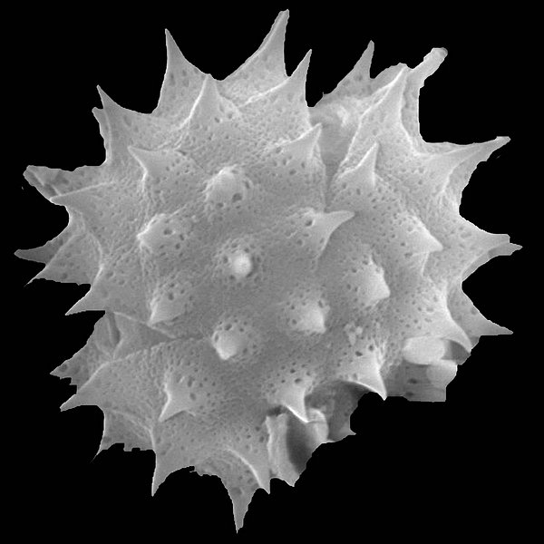 Pectis subsquarrosa (Hook. f.) Sch.Bip.