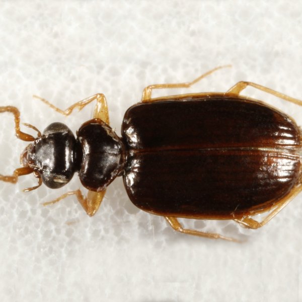 Pentagonica flavipes flavipes (LeConte, 1853)