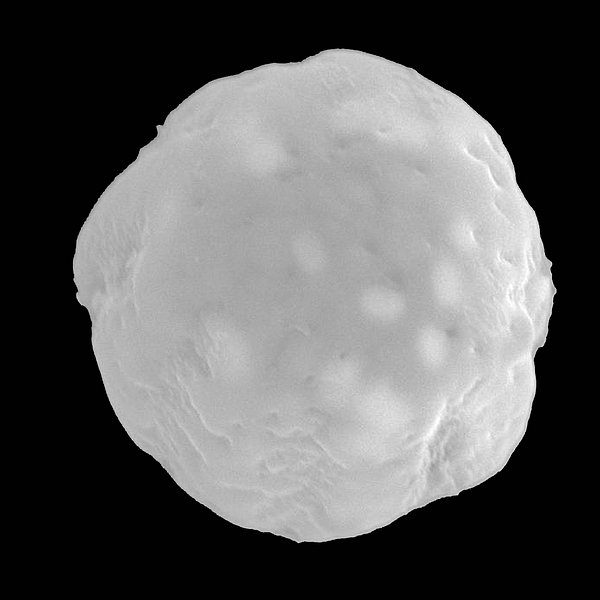 Phaseolus mollis Hook. f.