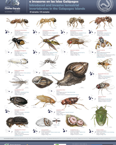 phocathumbnail_Acurio_et_al_2019_Invertebrados_terrestres_introducidos_e_invasores_en_las_Islas_Galapagos.png