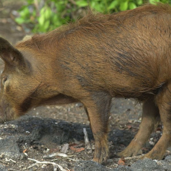 Sus scrofa Linnaeus, 1758