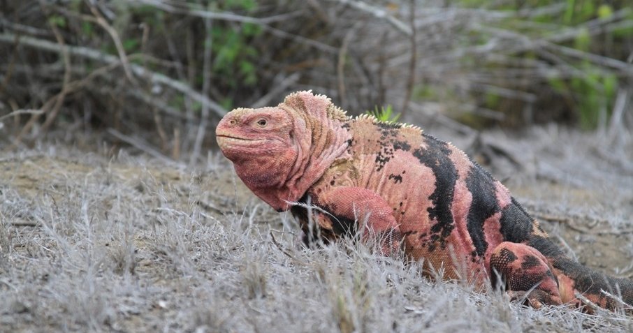 Giant iguana best sale 630