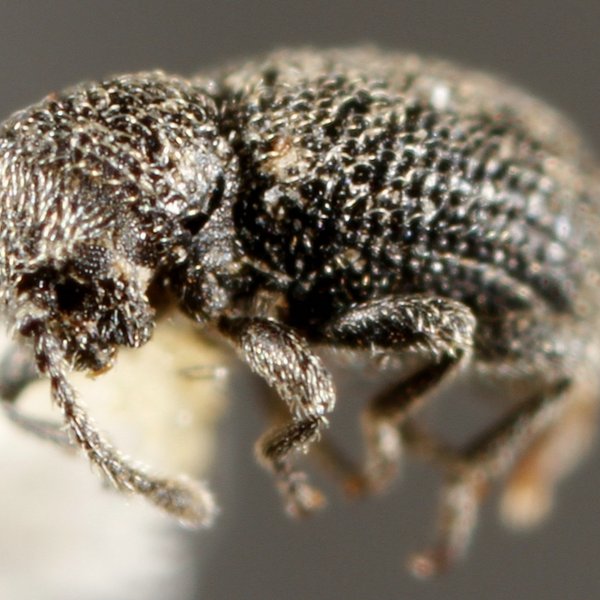 Pitnus galapagoensis galapagoensis (Franz, 1985)