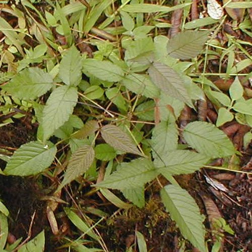 Rubus glaucus Benth.