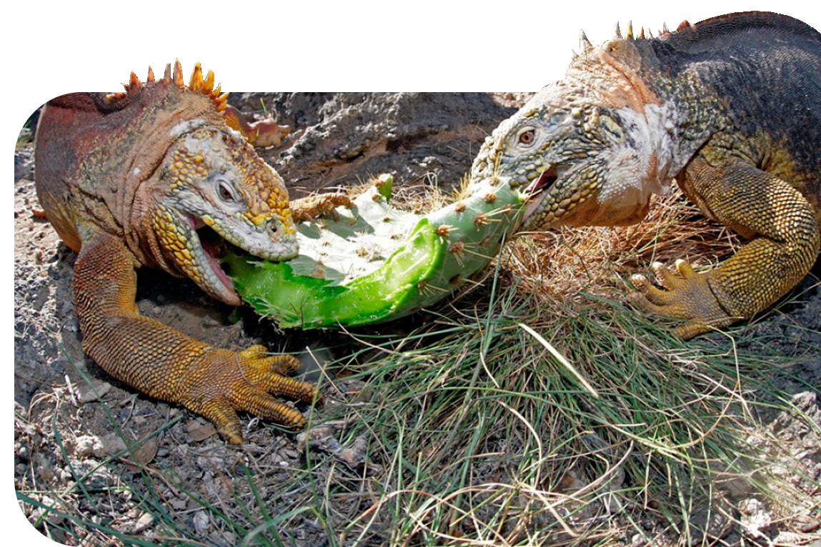 popup_iguana2