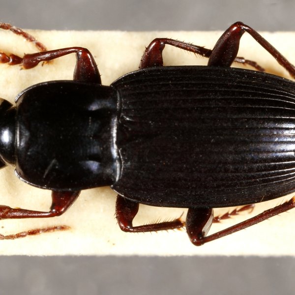 Pterostichus blairi (Van Dyke, 1953)