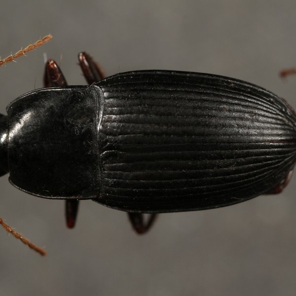 Pterostichus calathoides (G.R. Waterhouse, 1845)
