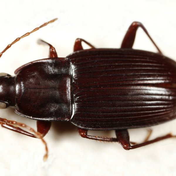 Pterostichus insularis (Boheman, 1858)