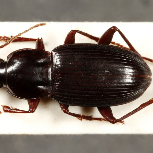 Pterostichus mutchleri (Van Dyke, 1953)