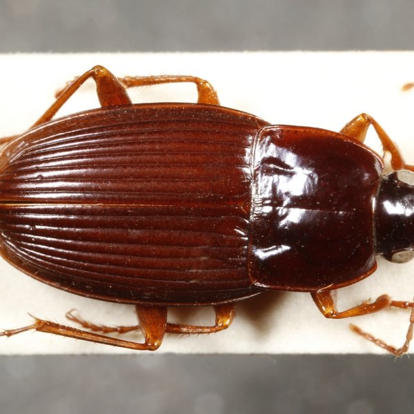 Pterostichus waterhousei (Van Dyke, 1953)