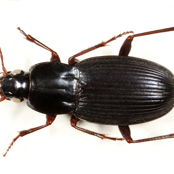 Pterostichus williamsi (Van Dyke, 1953)