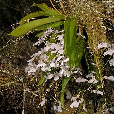 Ionopsis utricularioides (Sw.) Lindl.
