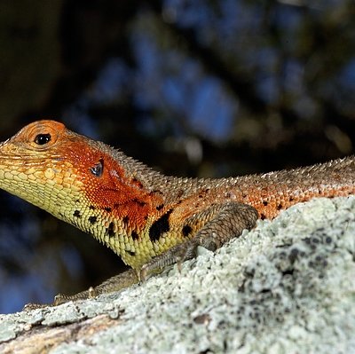 Microlophus albemarlensis (Baur, 1890)