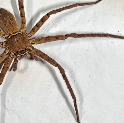 Heteropoda venatoria (Linnaeus, 1767)