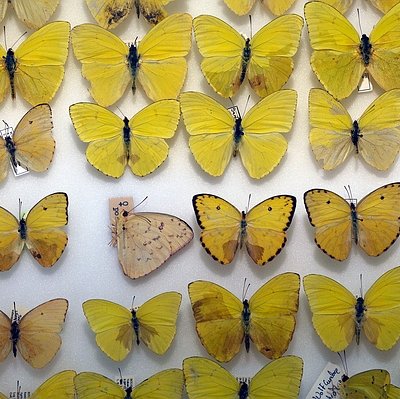 Phoebis sennae marcellina (Cramer, 1779)