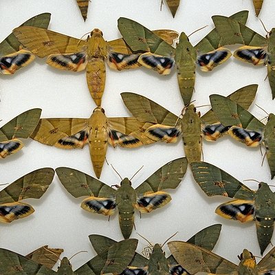 Eumorpha labruscae yupanquii (Kernbach, 1962)