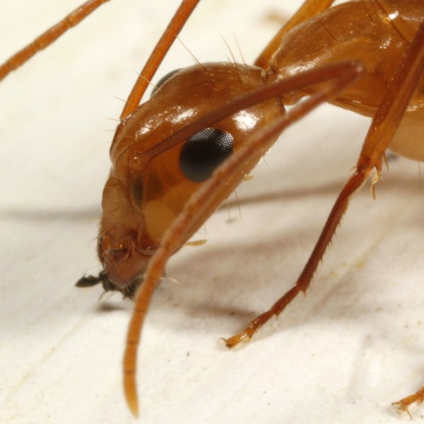 Camponotus zonatus Emery, 1894