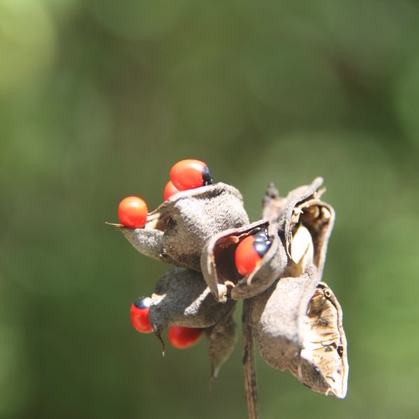 Abrus precatorius L.
