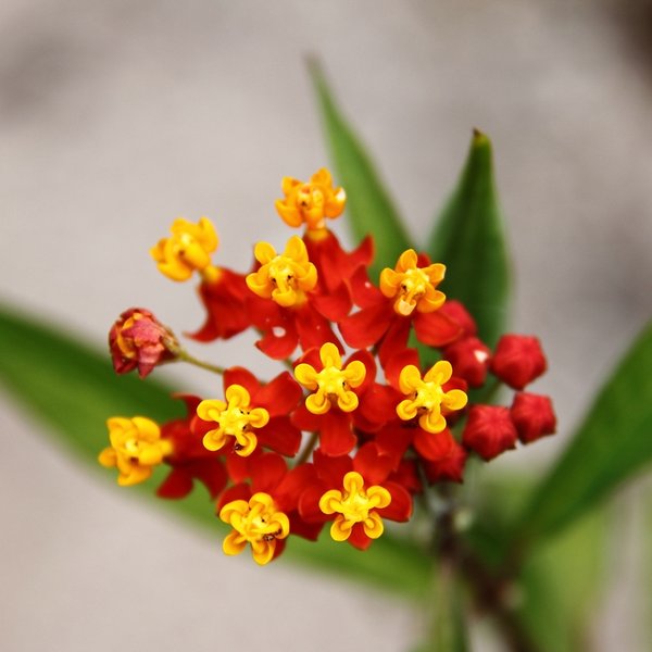 Asclepias curassavica L.