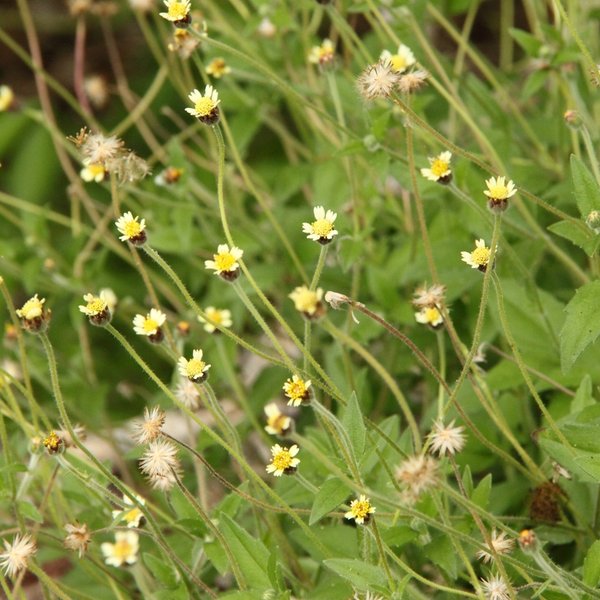 Bidens pilosa L.