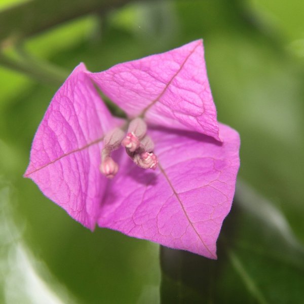 Bougainvillea spectabilis Willd.