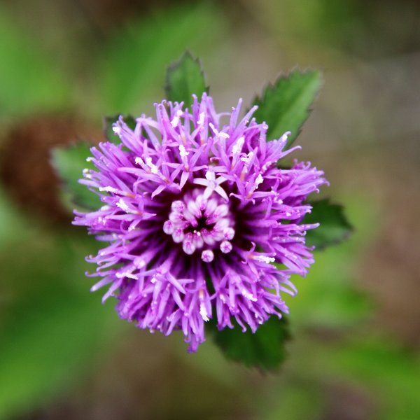Centratherum punctatum Cass.