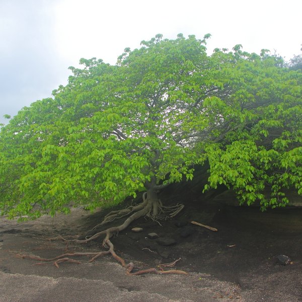 Hippomane mancinella L.