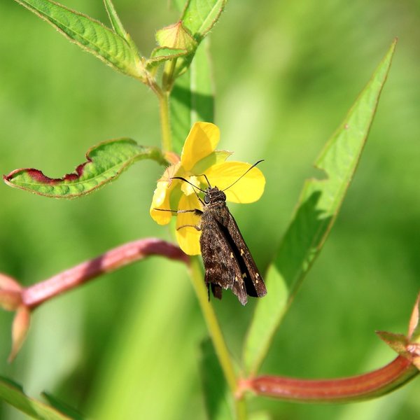 Ludwigia leptocarpa (Nutt.) H. Hara