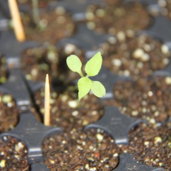 Scalesia affinis subsp. brachyloba Harling