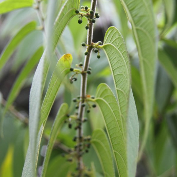 Trema micrantha (L.) Blume