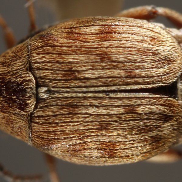 Scutobruchus ceratioborus (Philippi, 1859)