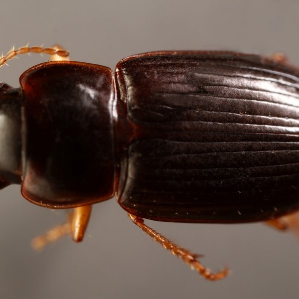 Selenophorus galapagoensis galapagoensis G.R. Waterhouse, 1845